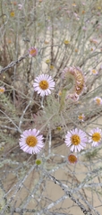 Erigeron blochmaniae