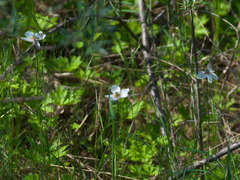 Anemonoides sylvestris