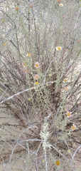 Erigeron blochmaniae