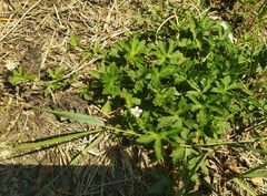 Geranium sibiricum