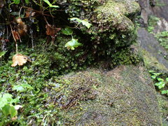 Bartramiopsis lescurii