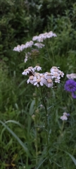 Achillea impatiens