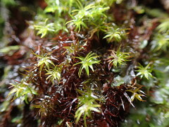 Bartramiopsis lescurii