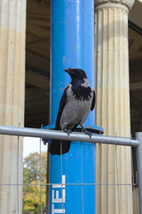 Corvus cornix