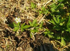 Geranium sibiricum