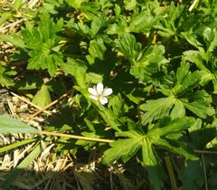 Geranium sibiricum