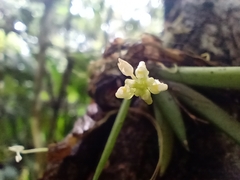 Trizeuxis falcata