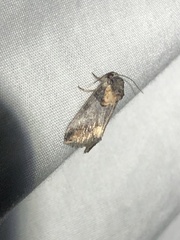 Aleptina