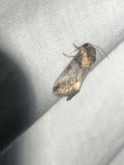 Aleptina