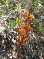 Orobanche alba