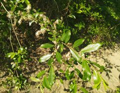 Salix