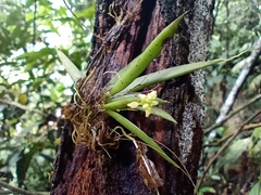 Trizeuxis falcata
