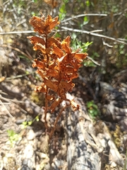 Orobanche alba