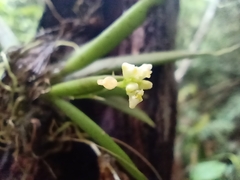 Trizeuxis falcata
