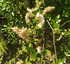 Salix