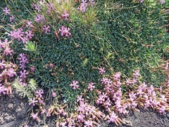 Saponaria sicula