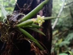 Trizeuxis falcata