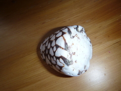 Conus marmoreus