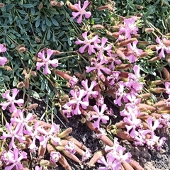 Saponaria sicula