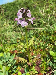 Pedicularis chamissonis