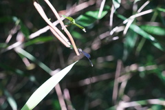Prodasineura autumnalis