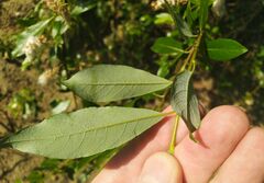 Salix