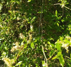 Salix