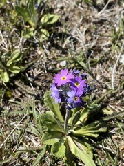 Primula laurentiana