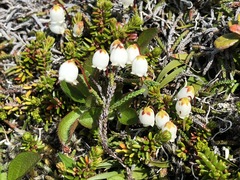 Cassiope lycopodioides