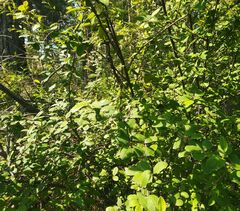 Salix