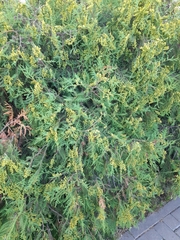 Juniperus sabina