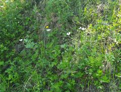 Anemonoides sylvestris