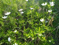 Anemonoides sylvestris