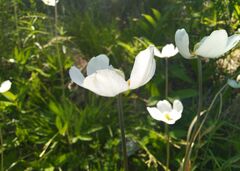 Anemonoides sylvestris