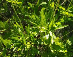 Anemonoides sylvestris