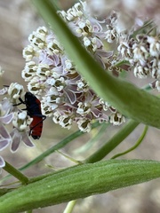 Lygaeus kalmii