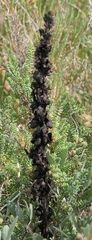 Cistanche phelypaea