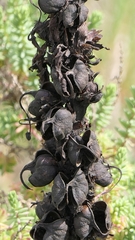 Cistanche phelypaea