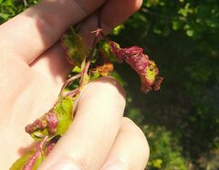 Taphrina