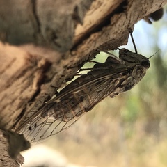 Cicada cretensis