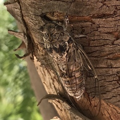 Cicada cretensis
