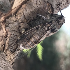 Cicada cretensis