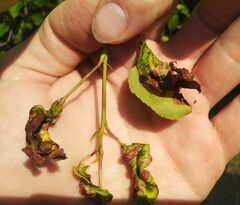 Taphrina