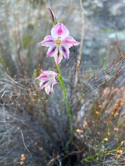 Gladiolus guthriei