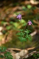 Aquilegia pubiflora
