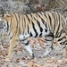 Tigre de Bengala - Photo (c) Cheryl Rosenfeld, algunos derechos reservados (CC BY-NC), subido por Cheryl Rosenfeld
