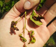 Taphrina