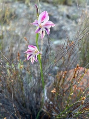 Gladiolus guthriei