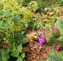 Bombus pascuorum