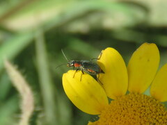 Clanoptilus marginellus